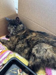 Found/Stray Female Cat last seen in the chenango subdivision, Centennial, CO 80112