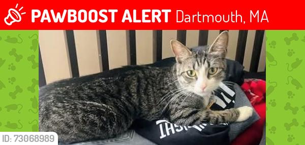 Lost Female Cat last seen Spruce St and Potter St, Dartmouth, MA 02748