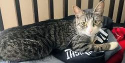 Lost Female Cat last seen Spruce St and Potter St, Dartmouth, MA 02748