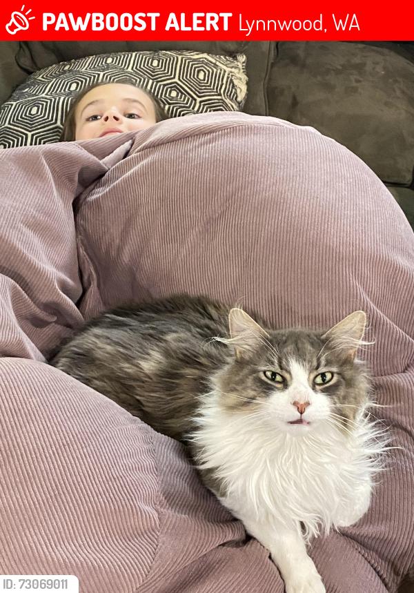 Lost Male Cat last seen S Danvers & 201st ST SW, Lynnwood, WA 98036