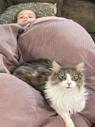 Lost Male Cat last seen S Danvers & 201st ST SW, Lynnwood, WA 98036
