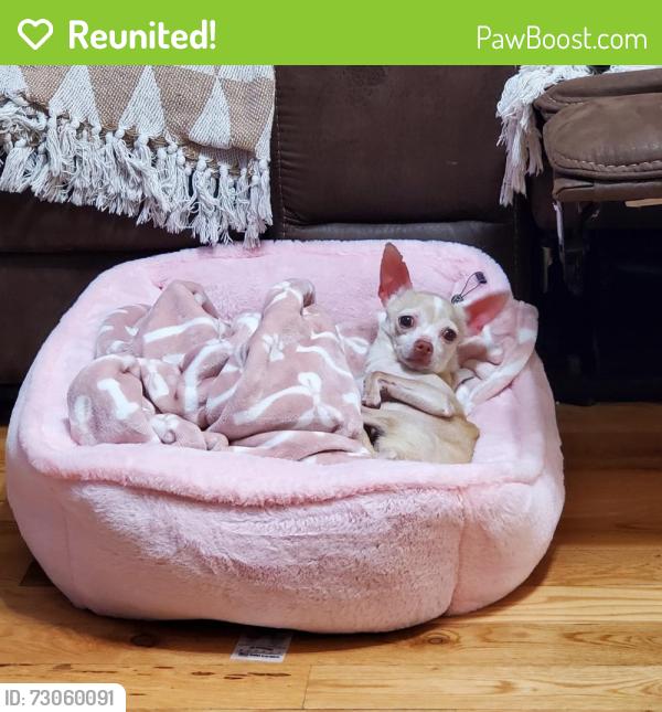 Reunited Female Dog last seen Sheridan and beach road, Beach Park, IL 60087