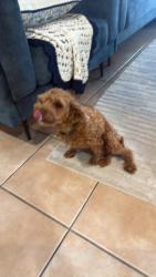 Lost Male Dog last seen Bayswater Rd, Currajong, QLD 4812