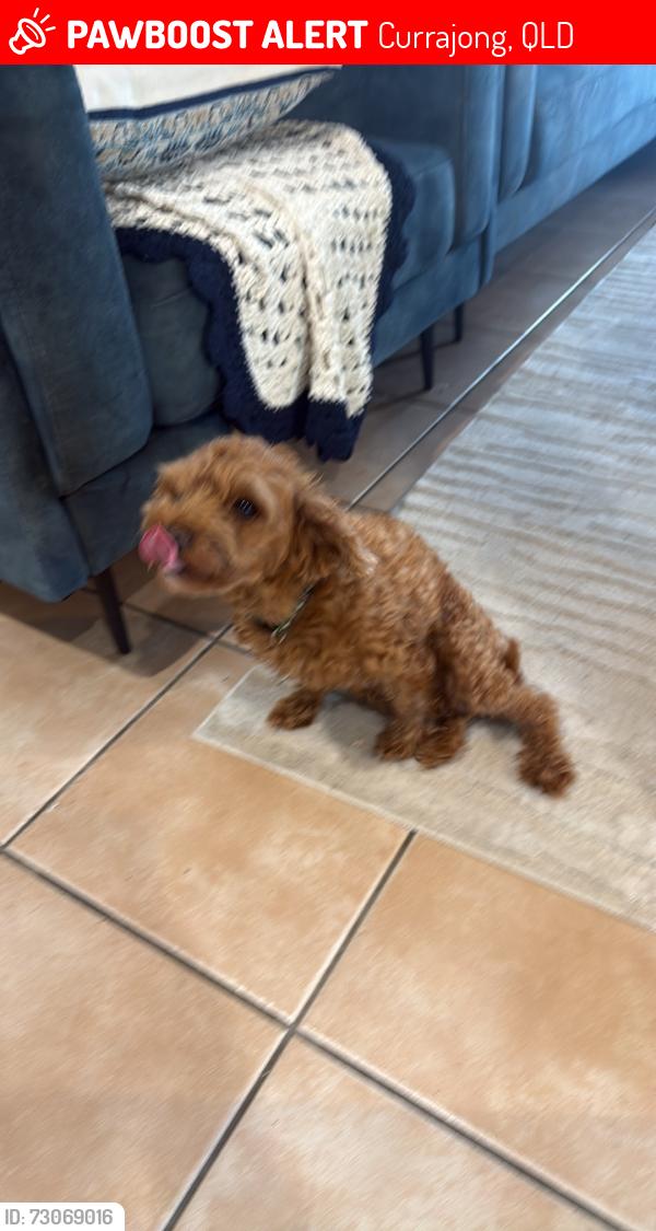 Lost Male Dog last seen Bayswater Rd, Currajong, QLD 4812
