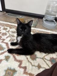 Lost Male Cat last seen Chemung county fair, Elmira, NY 14903