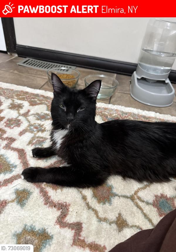 Lost Male Cat last seen Chemung county fair, Elmira, NY 14903