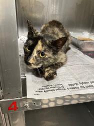 Shelter Stray Female Cat last seen EARL RD/DIXON BLVD, 1601 Airport Rd, Shelby, NC 28150, USA