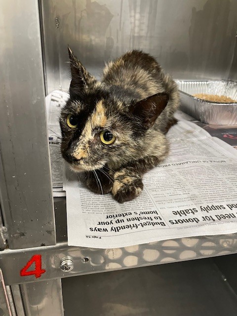 Shelter Stray Female Cat last seen EARL RD/DIXON BLVD, 1601 Airport Rd, Shelby, NC 28150, USA