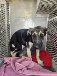 Shelter Stray Female Dog last seen Near BLOCK WOOLLOMES AVE, DELANO CA 93215, 3951 Fruitvale Ave, Bakersfield, CA 93308, USA