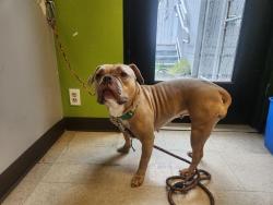 Shelter Stray Female Dog last seen Near BLOCK 104TH AVE SE, KENT WA 98031, 21615 64th Ave S, Kent, WA 98032, USA