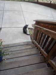 Found/Stray Unknown Cat last seen 18th ave and Oak Patch, Eugene, OR 97402