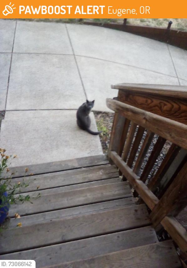 Found/Stray Unknown Cat last seen 18th ave and Oak Patch, Eugene, OR 97402