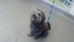 Shelter Stray Male Dog last seen ALEMANY@ONONDAGA, 1419 Bryant St, San Francisco, CA 94103, USA