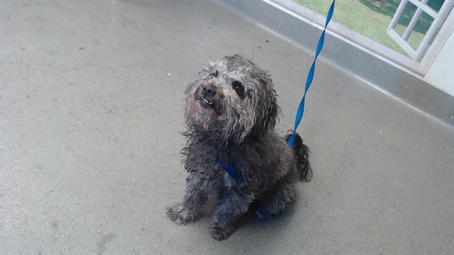 Shelter Stray Male Dog last seen ALEMANY@ONONDAGA, 1419 Bryant St, San Francisco, CA 94103, USA