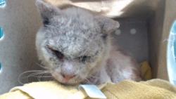 Shelter Stray Male Cat last seen , 11258 Garfield Ave, Downey, CA 90242, USA