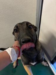 Shelter Stray Female Dog last seen Near BLK COLLEGE, BAKERSFIELD, CA, 201 S Mt Vernon Ave, Bakersfield, CA 93307, USA