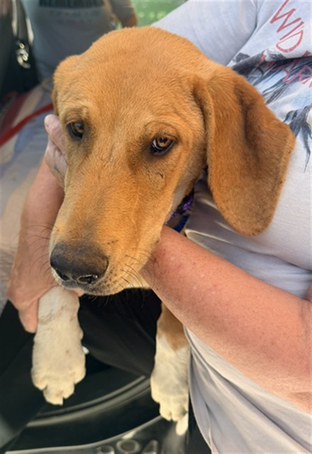 Shelter Stray Male Dog last seen , 201 S Mt Vernon Ave, Bakersfield, CA 93307, USA
