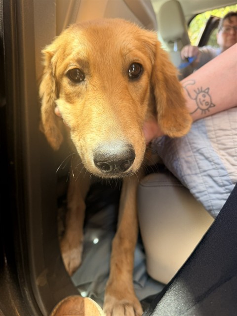 Shelter Stray Female Dog last seen , 201 S Mt Vernon Ave, Bakersfield, CA 93307, USA