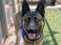 Shelter Stray Male Dog last seen , 957 N Gaffey St, San Pedro, CA 90731, USA