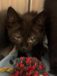 Shelter Stray Female Cat last seen Near BLOCK S MEADOWLARK DR, 4522 W 3500 S, West Valley City, UT 84120, USA