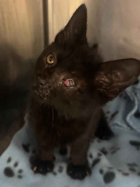 Shelter Stray Female Cat last seen Near BLOCK S MEADOWLARK DR, 4522 W 3500 S, West Valley City, UT 84120, USA