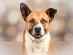 Shelter Stray Male Dog last seen , 957 N Gaffey St, San Pedro, CA 90731, USA