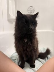 Found/Stray Unknown Cat last seen 103rd Ave NE 98258, Lake Stevens, WA 98258