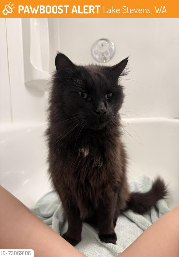 Found/Stray Unknown Cat last seen 103rd Ave NE 98258, Lake Stevens, WA 98258