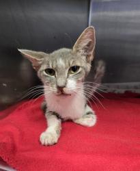 Shelter Stray Female Cat last seen LONGMIRE, 4710 TX-151, San Antonio, TX 78227, USA