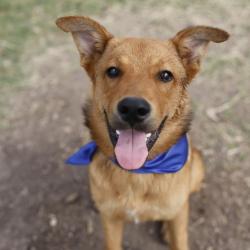 Shelter Stray Male Dog last seen ADALONE COVE DR, 4710 TX-151, San Antonio, TX 78227, USA