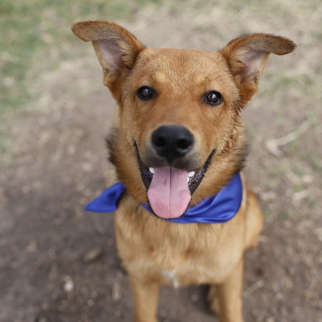 Shelter Stray Male Dog last seen ADALONE COVE DR, 4710 TX-151, San Antonio, TX 78227, USA