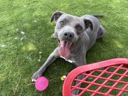 Shelter Stray Male Dog last seen N SIERRA WAY, 333 Chandler Pl, San Bernardino, CA 92408, USA