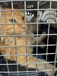 Found/Stray Unknown Cat last seen NW Wood and Short, Burleson, TX 76028