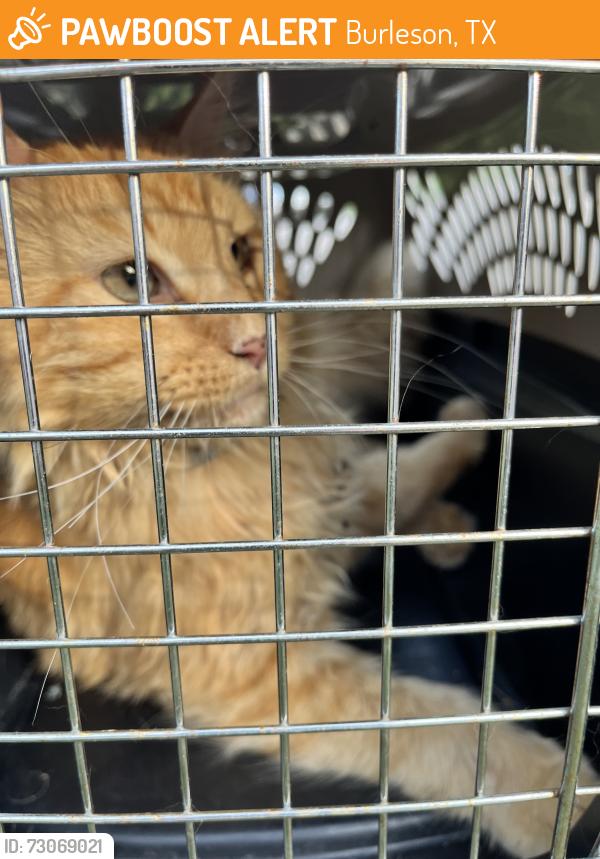 Found/Stray Unknown Cat last seen NW Wood and Short, Burleson, TX 76028
