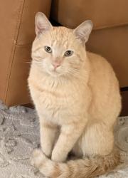 Found/Stray Male Cat last seen Hosack & S Fourth St, Columbus, OH 43207