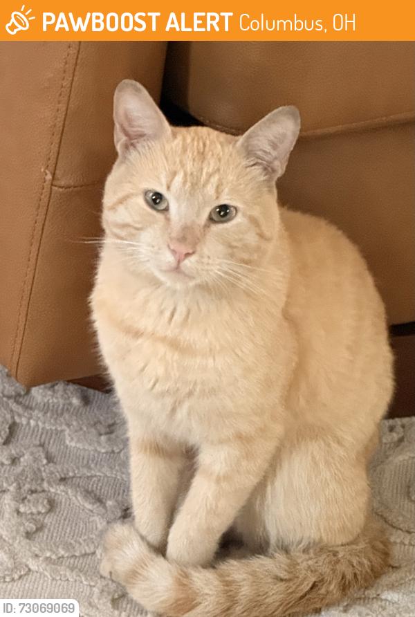 Found/Stray Male Cat last seen Hosack & S Fourth St, Columbus, OH 43207