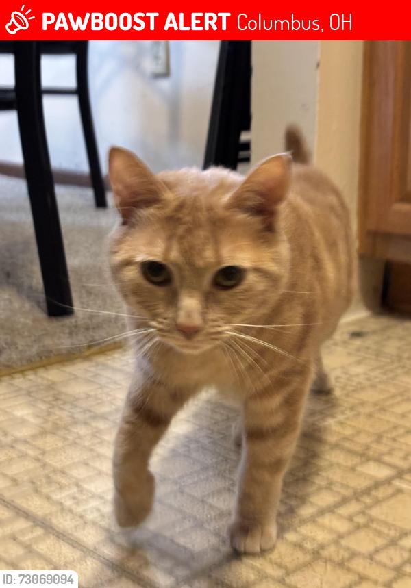 Found/Stray Female Cat last seen Near bridlington lane, Columbus, OH 43229