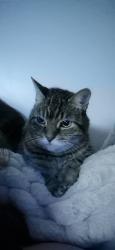 Lost Female Cat last seen Ferndale & ardagh , Barrie, ON L4N 6B9