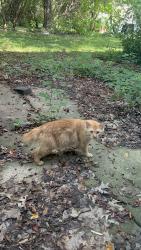 Found/Stray Female Cat last seen Westridge neighborhood near Epic, Verona, WI 53593