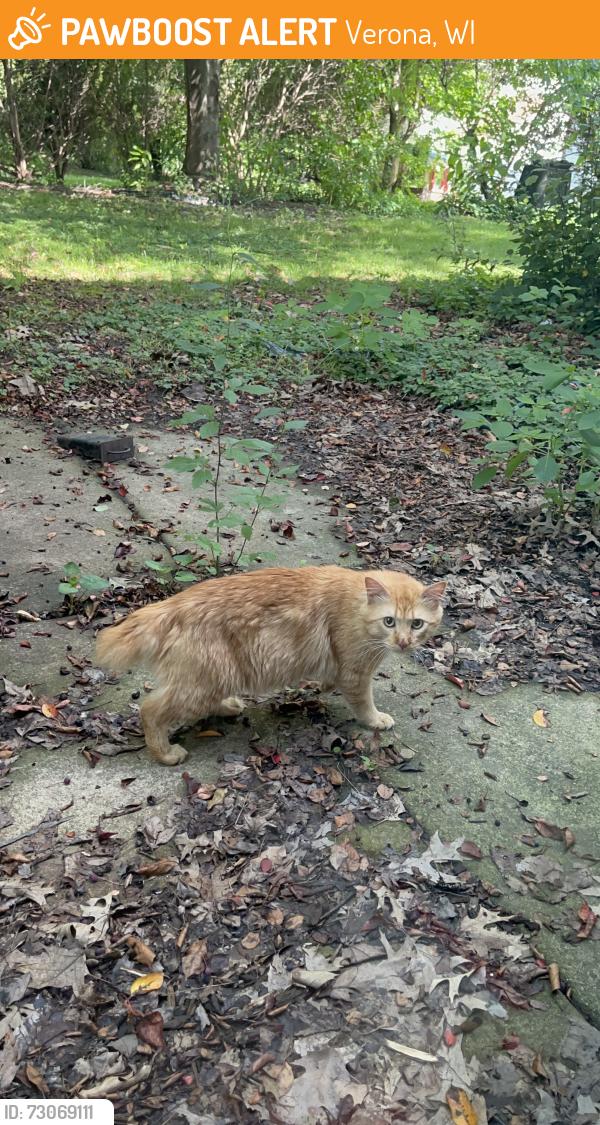 Found/Stray Female Cat last seen Westridge neighborhood near Epic, Verona, WI 53593