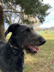 Lost Female Dog last seen 15th & Tieton, Yakima, WA 98902