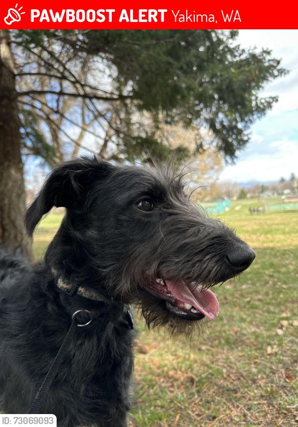 Lost Female Dog last seen 15th & Tieton, Yakima, WA 98902