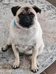 Reunited Female Dog last seen N Grady , Tampa, FL 33618