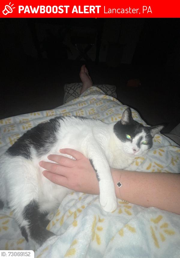 Lost Female Cat last seen Manor hse apmt complex, Lancaster, PA 17603