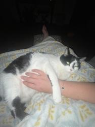 Lost Female Cat last seen Manor hse apmt complex, Lancaster, PA 17603