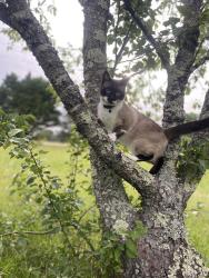 Lost Male Cat last seen Near SE 82nd Ave, Portland, OR 97266, Portland, OR 97266