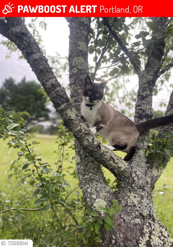 Lost Male Cat last seen Near SE 82nd Ave, Portland, OR 97266, Portland, OR 97266