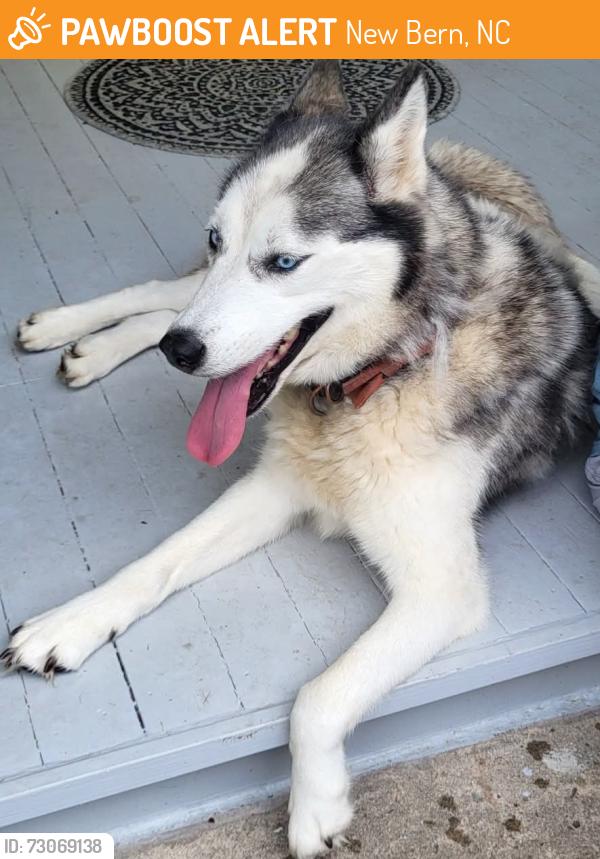 Found/Stray Female Dog last seen Ghent, New Bern, NC 28562