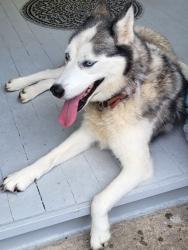 Found/Stray Female Dog last seen Ghent, New Bern, NC 28562