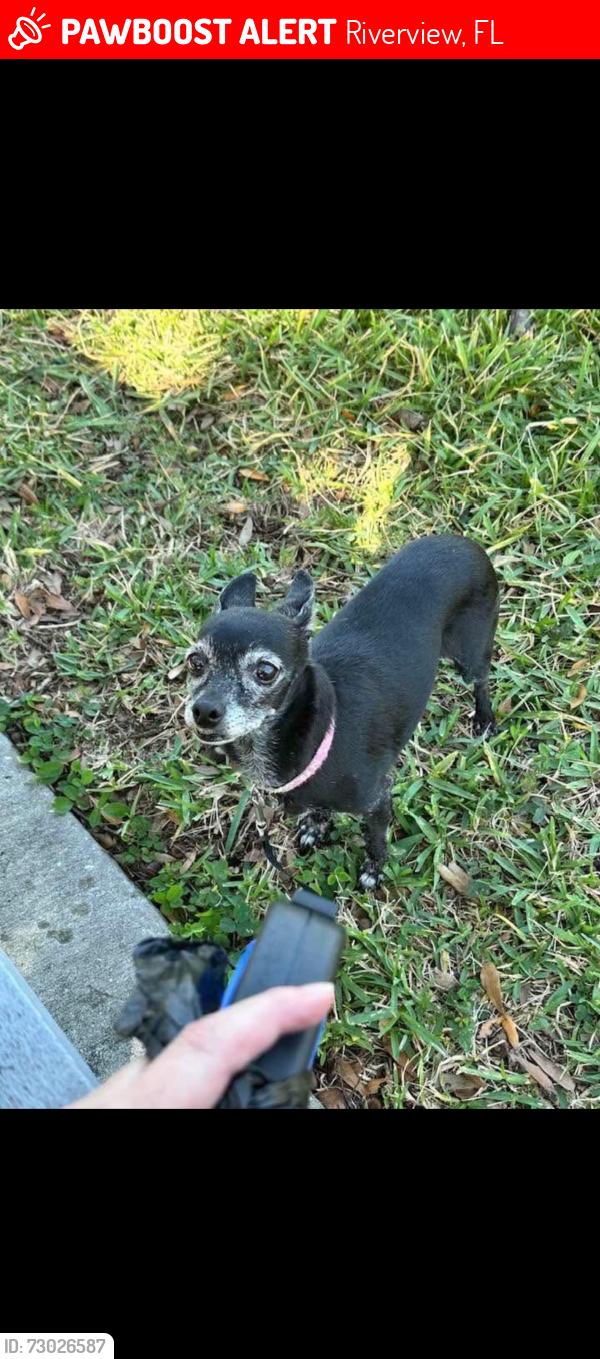 Lost Female Dog last seen Riverdale rise and legacy bright., Riverview, FL 33578